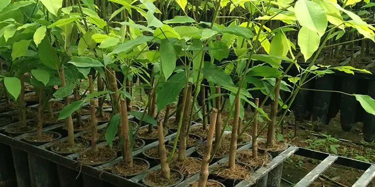 Bầu cây giống cao su ghép đạt tiêu chuẩn kỹ thuật cao trước khi xuất vườn