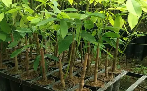 Bầu cây giống cao su ghép đạt tiêu chuẩn kỹ thuật cao trước khi xuất vườn