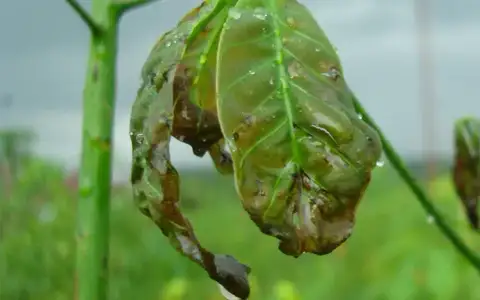 Đầu lá cao su non thâm đen do bệnh héo đen đầu lá trong mùa mưa