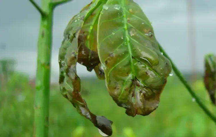 Đầu lá cao su non thâm đen do bệnh héo đen đầu lá trong mùa mưa