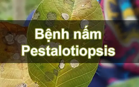 Tán lá cao su rụng trụi do bệnh nấm Pestalotiopsis bùng phát tại Đông Nam Á