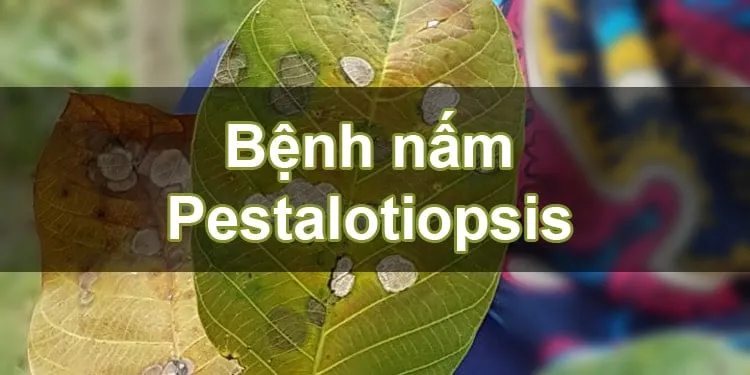 Tán lá cao su rụng trụi do bệnh nấm Pestalotiopsis bùng phát tại Đông Nam Á