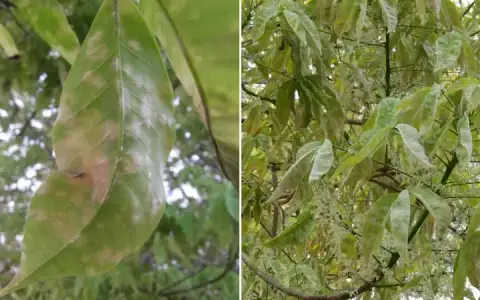 Lá cao su non phủ lớp nấm trắng đặc trưng của bệnh phấn trắng