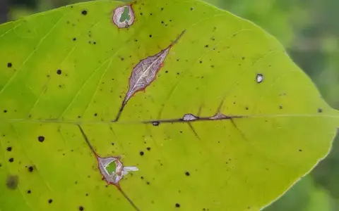 Vết bệnh rụng lá Corynespora hình tròn màu xám nâu viền vàng trên lá cao su
