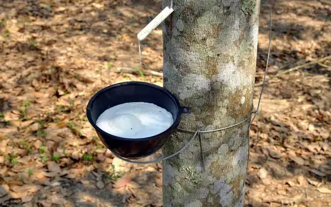 Cạo mủ cao su trên thân cây, minh họa cho từ vựng rubber trong tiếng Anh