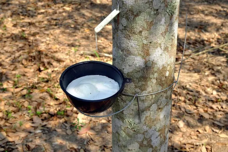 Cạo mủ cao su trên thân cây, minh họa cho từ vựng rubber trong tiếng Anh