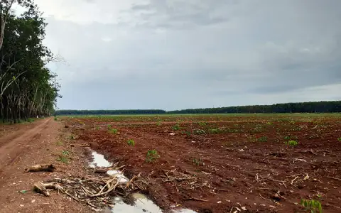 Đất trồng cây cao su được cày xới chuẩn bị cho vụ trồng mới