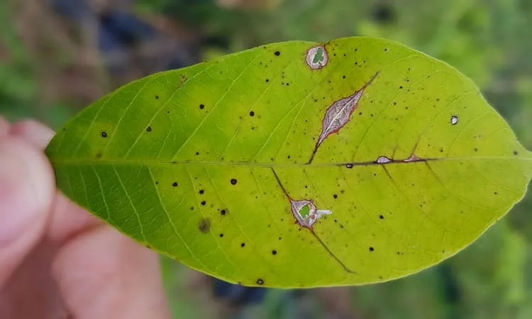 Tổng hợp các loại dịch hại thường gặp trên cây cao su và cách phòng trị