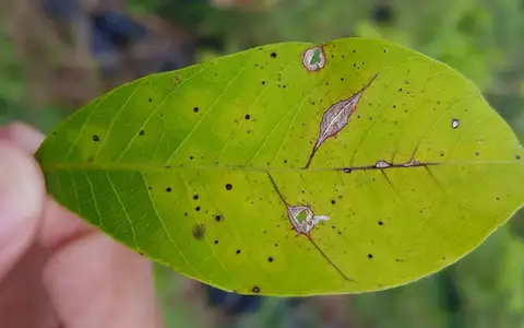 Tổng hợp các loại dịch hại thường gặp trên cây cao su và cách phòng trị