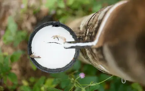 Bảng giá mủ cao su cập nhật tại khu vực Đông Nam Bộ
