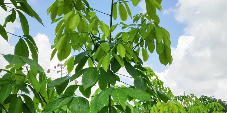 Cây giống cao su RRIV 1