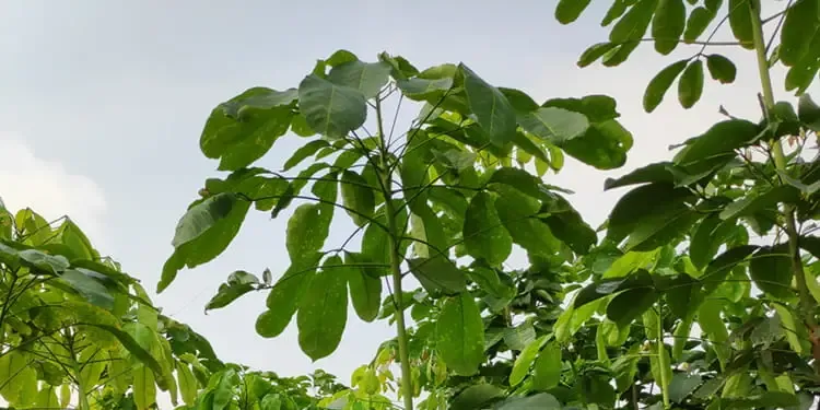 Giống cao su RRIV 103
