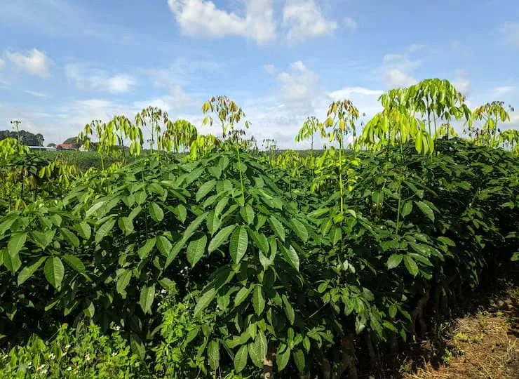Cây giống cao su RRIV 115