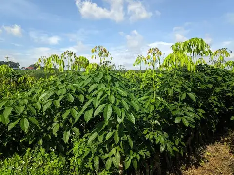 Cây giống cao su RRIV 115