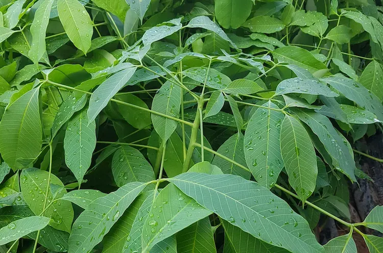 Bầu 2-3 tầng lá giống cao su RRIV 124 (Lai Hoa 90/952)
