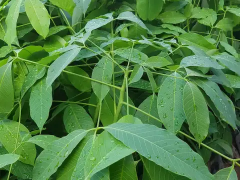 Bầu 2-3 tầng lá giống cao su RRIV 124 (Lai Hoa 90/952)