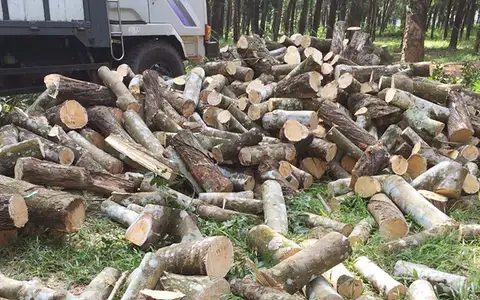 Gỗ cây cao su sau khi thanh lý vườn cây