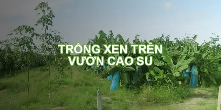Mô hình trồng xen và canh tác tổng hợp trên vườn cây cao su kiến thiết cơ bản
