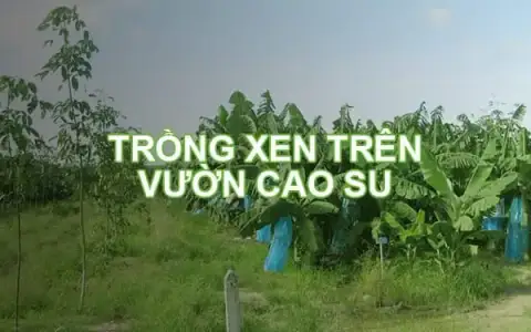 Mô hình trồng xen và canh tác tổng hợp trên vườn cây cao su kiến thiết cơ bản