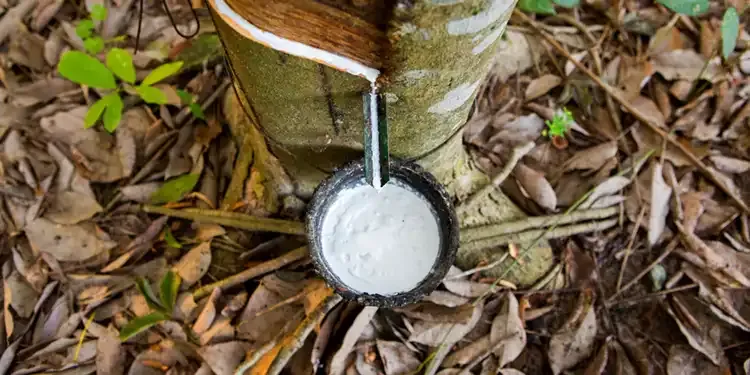 Mủ cao su trắng đục chảy ra từ đường cạo trên thân cây cao su