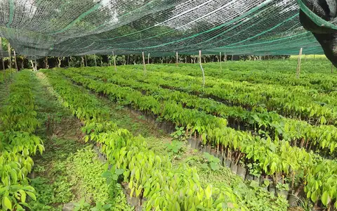 Nuôi bầu 1 tầng lá giống cao su RRIV 103 chuẩn bị cho vụ tái canh