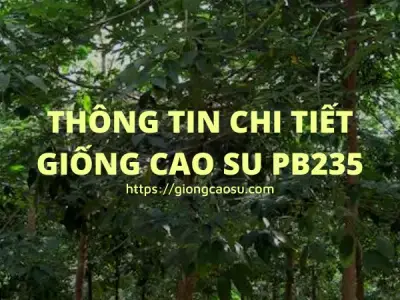 Giống cao su PB235 loại da xanh