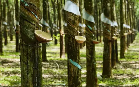 Vườn cao su đang được cạo mủ tại Bình Phước