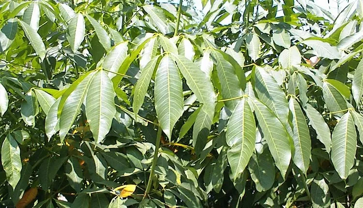 Vườn nhân giống cao su RRIV 4