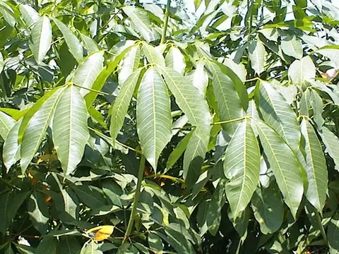 Vườn nhân giống cao su RRIV 4