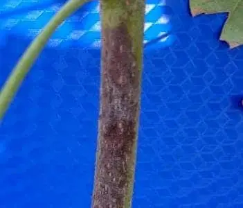 Bệnh thối vỏ trên cây cao su vườn nhân