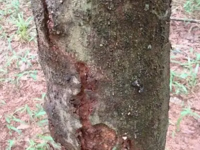 Bệnh Botryodiplodia trên thân cây cao su