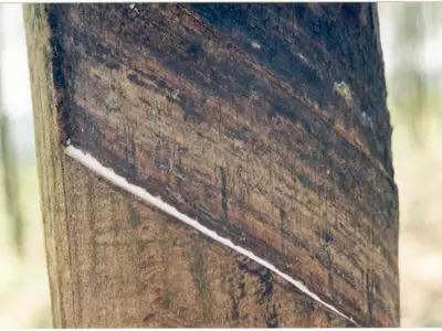 Bệnh loét sọc mặt cạo do nấm Botryodiplodia/Phytophthora trên cây cao su
