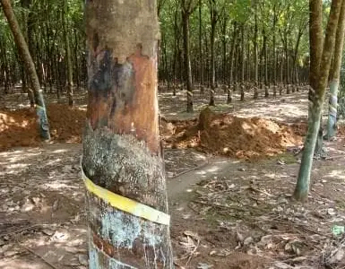 Cây cao su bị sét đánh với tán lá héo rũ