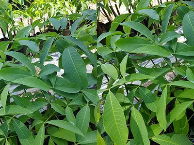 Giống cao su RRIV 209