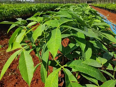 Bầu giống cao su RRIV 114