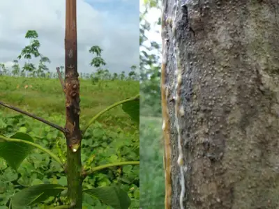 Vết bệnh Botryodiplodia lan rộng trên thân cây cao su kinh doanh