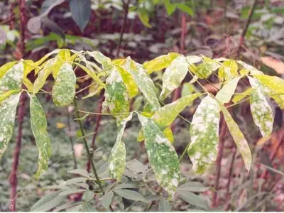Bệnh phấn trắng trên lá cây cao su