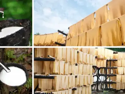 Cao su tự nhiên được khai thác từ cây cao su
