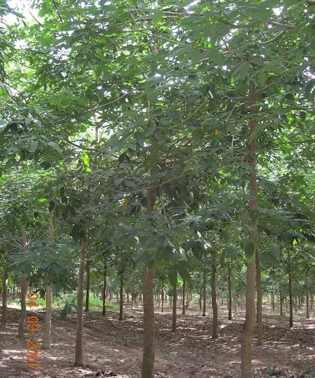 Giống cao su PB235
