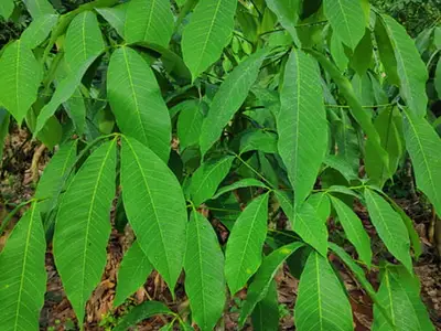 Hình thái lá giống cao su RRIV 1