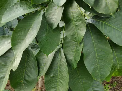 Lá giống cao su RRIV 103