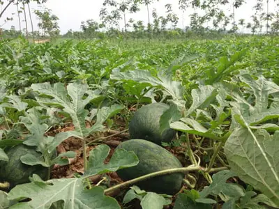 Trồng dưa hấu xen canh với cây cao su non