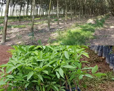 Vườn cây cao su trưởng thành tại Việt Nam