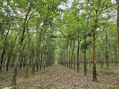 Vườn cây cao su đang trong giai đoạn khai thác mủ