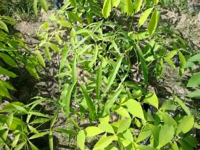 Cây cao su bị ngộ độc thuốc trừ cỏ hoặc phân bón lá