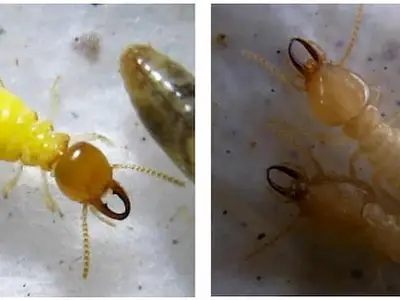 Mối Globitermes sulphureus gây hại thân cây cao su