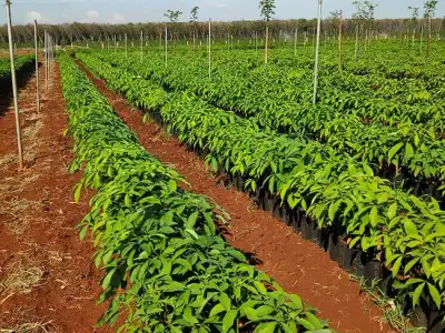 Bầu một tầng lá giống cao su RRIV 114