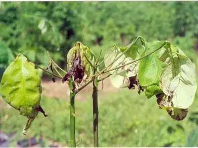 Bệnh héo đen đầu lá trên cây cao su