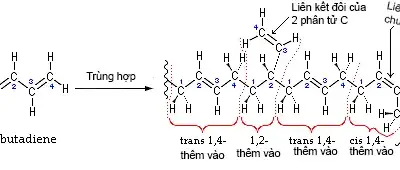 Minh họa phản ứng trùng hợp 1,3-Butadien (tác giả UserH Padleckas)