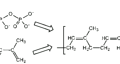 Sơ đồ cấu tạo hóa học của cao su (cis-1,4-polyisopren)